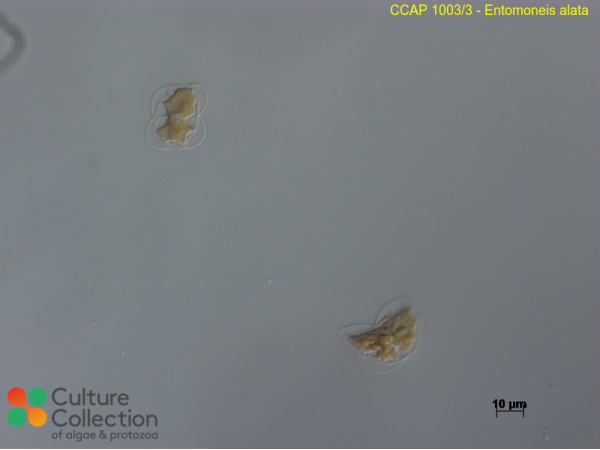 Entomoneis alata