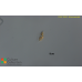 Entomoneis alata