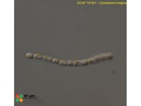 Cymatosira belgica Cymatosira belgica