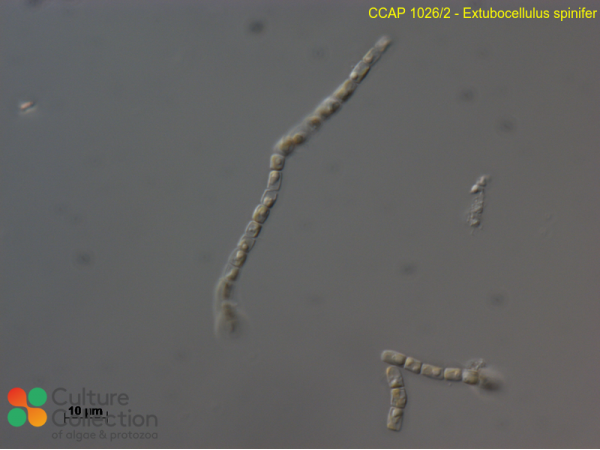 Extubocellulus spinifer