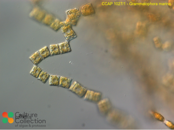 Grammatophora marina
