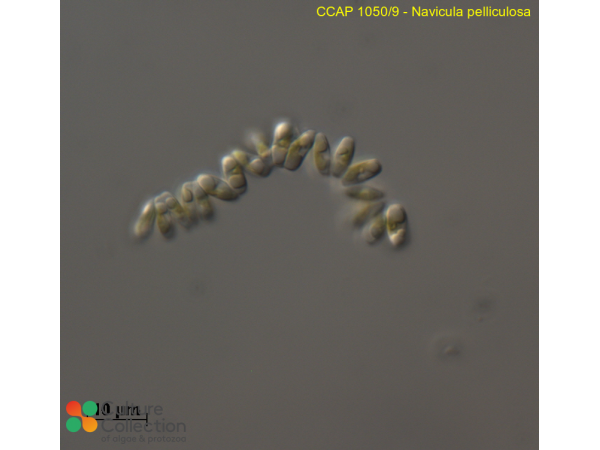 Fistulifera pelliculosa