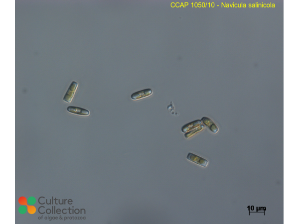Navicula salinicola