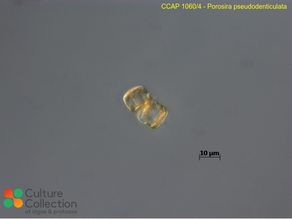 Porosira pseudodenticulata