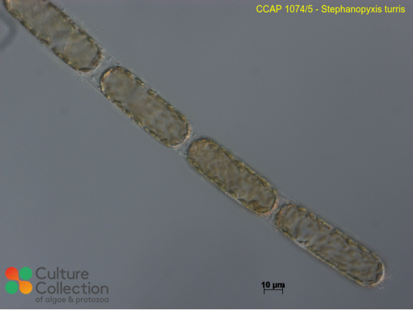 Stephanopyxis turris