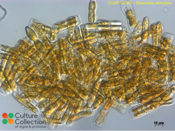 Stauroneis simulans