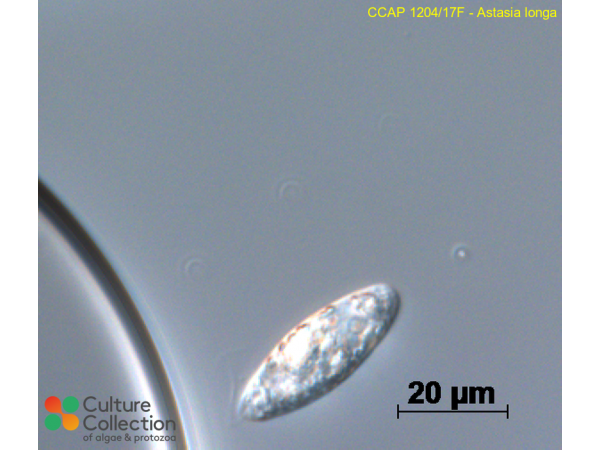 Euglena longa Euglena longa