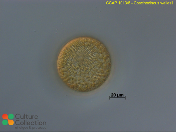 Coscinodiscus wailesii