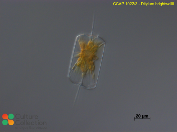 Ditylum brightwellii