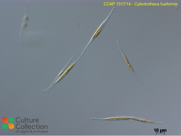 Cylindrotheca fusiformis