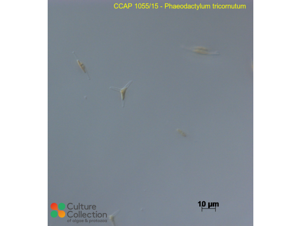 Phaeodactylum tricornutum