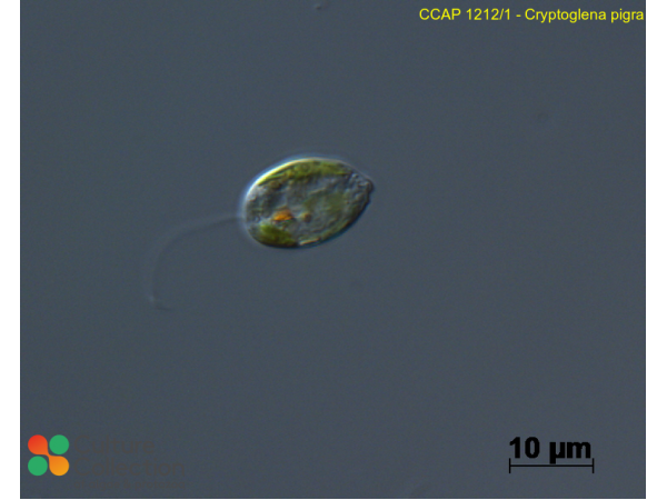 Cryptoglena pigra