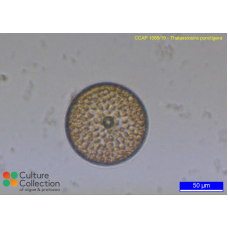 Thalassiosira punctigera