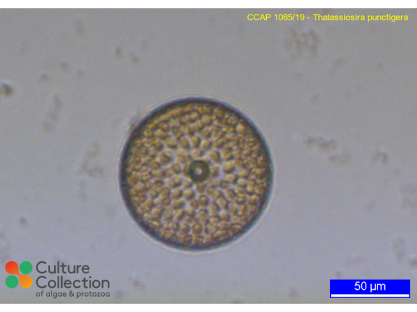 Thalassiosira punctigera