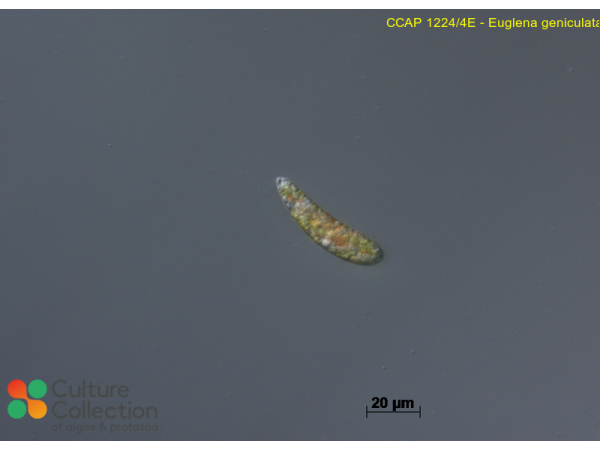 Euglena geniculata