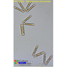 Thalassionema nitzschioides
