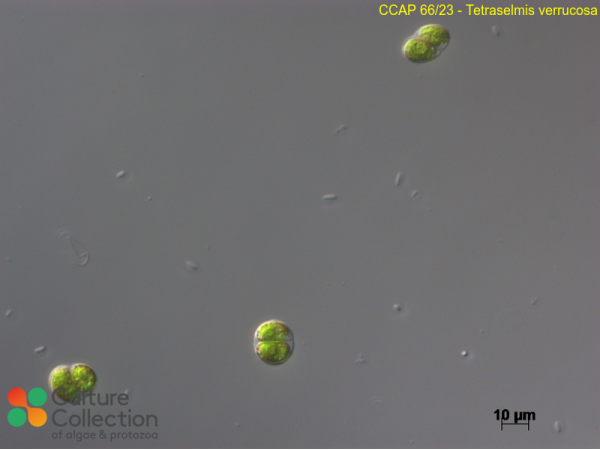 Tetraselmis verrucosa