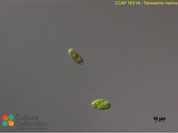 Tetraselmis marina