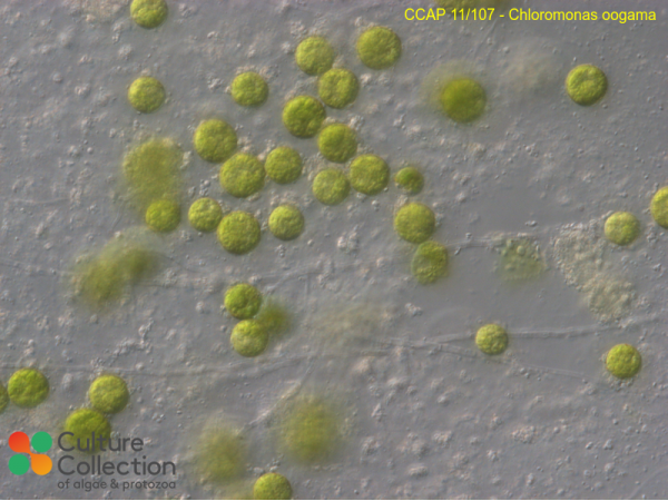 Chloromonas oogama