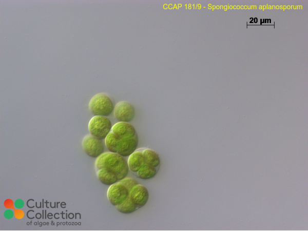 Spongiococcum aplanosporum