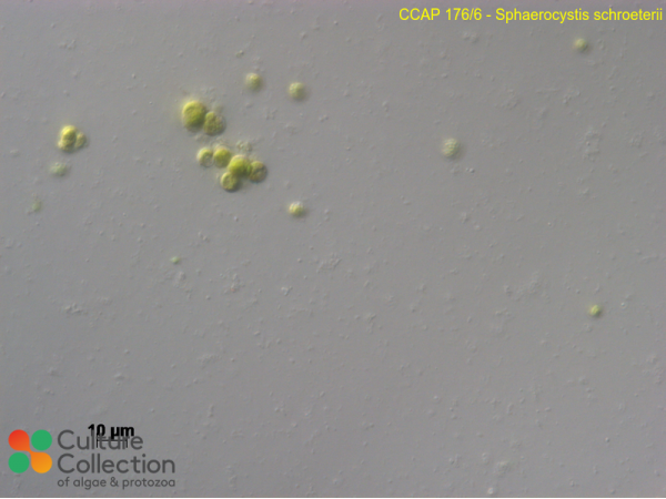 Sphaerocystis schroeterii