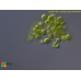 Sphaerocystis schroeterii
