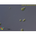 Sphaerocystis schroeterii
