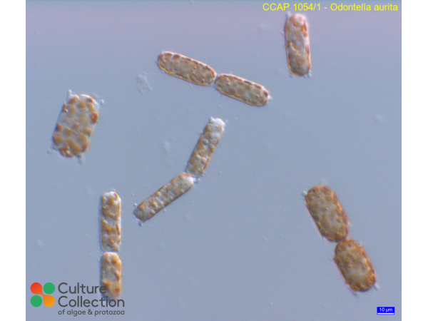 Odontella aurita