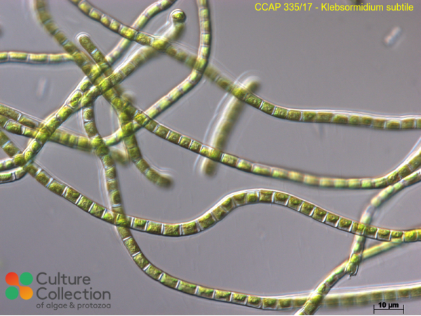 Klebsormidium subtile