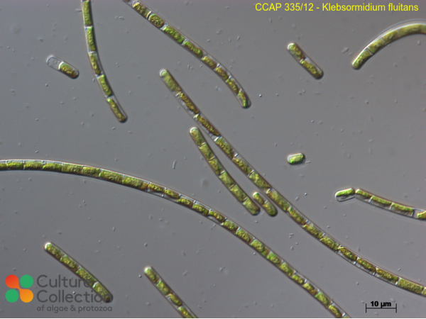 Klebsormidium fluitans