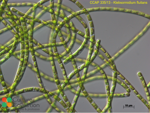 Klebsormidium fluitans