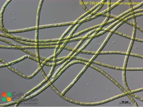 Klebsormidium scopulinum