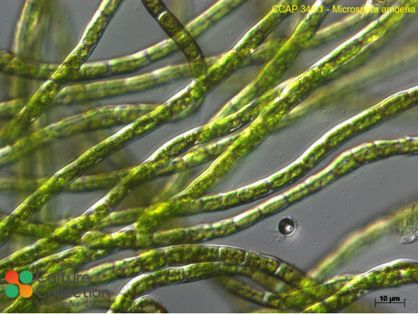Microspora amoena