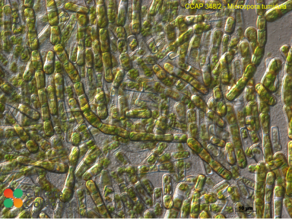 Microspora tumidula