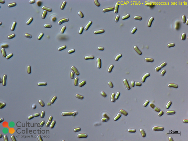 Stichococcus bacillaris