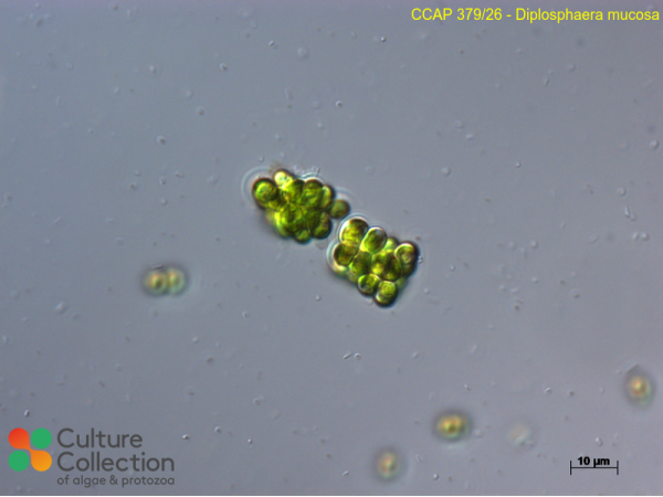 Diplosphaera mucosa