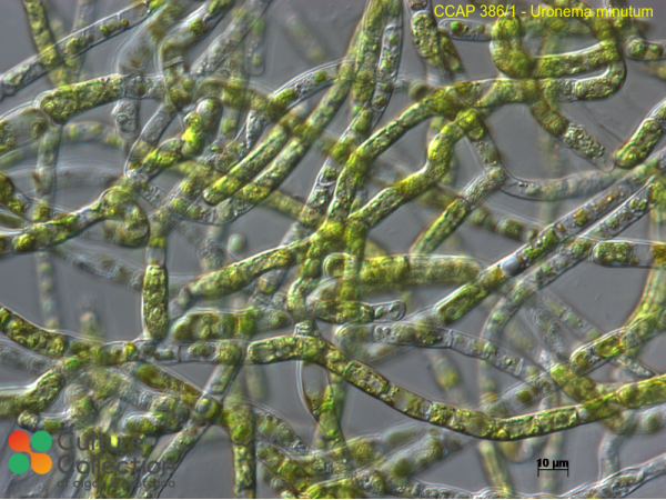 Uronema minutum