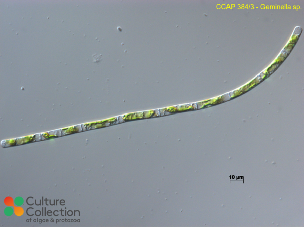 Geminella sp.
