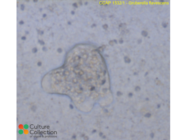 Gruberella flavescens
