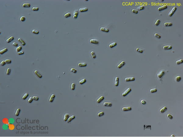 Stichococcus sp.