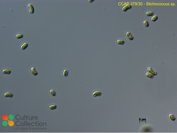 Stichococcus sp.