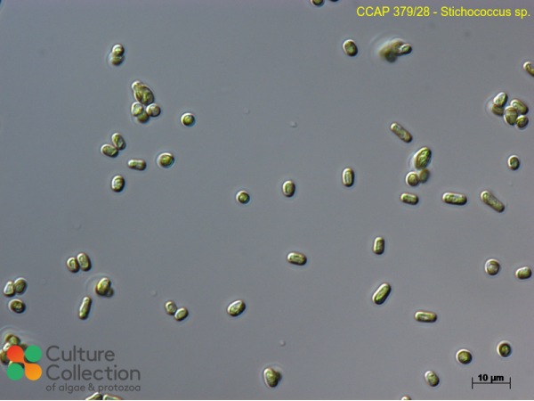 Stichococcus sp.