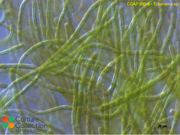 Tribonema sp.