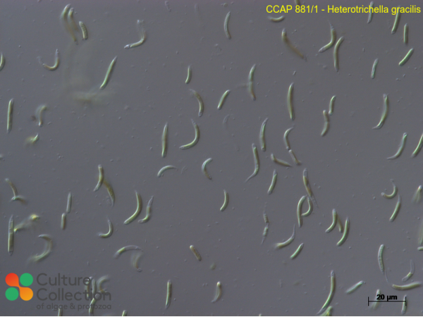 Heterotrichella gracilis