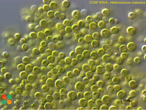 Heterococcus crassulus