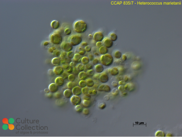 Heterococcus marietanii