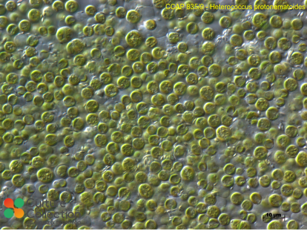 Heterococcus protonematoides Heterococcus protonematoides