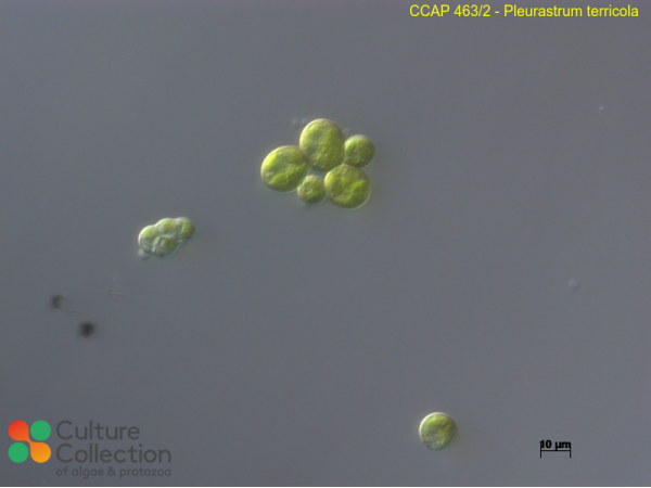 Pleurastrum terricola