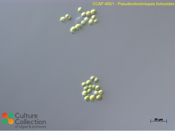 Planophila laetevirens Planophila laetevirens