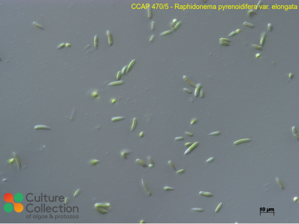 Raphidonema pyrenoidifera var. elongata